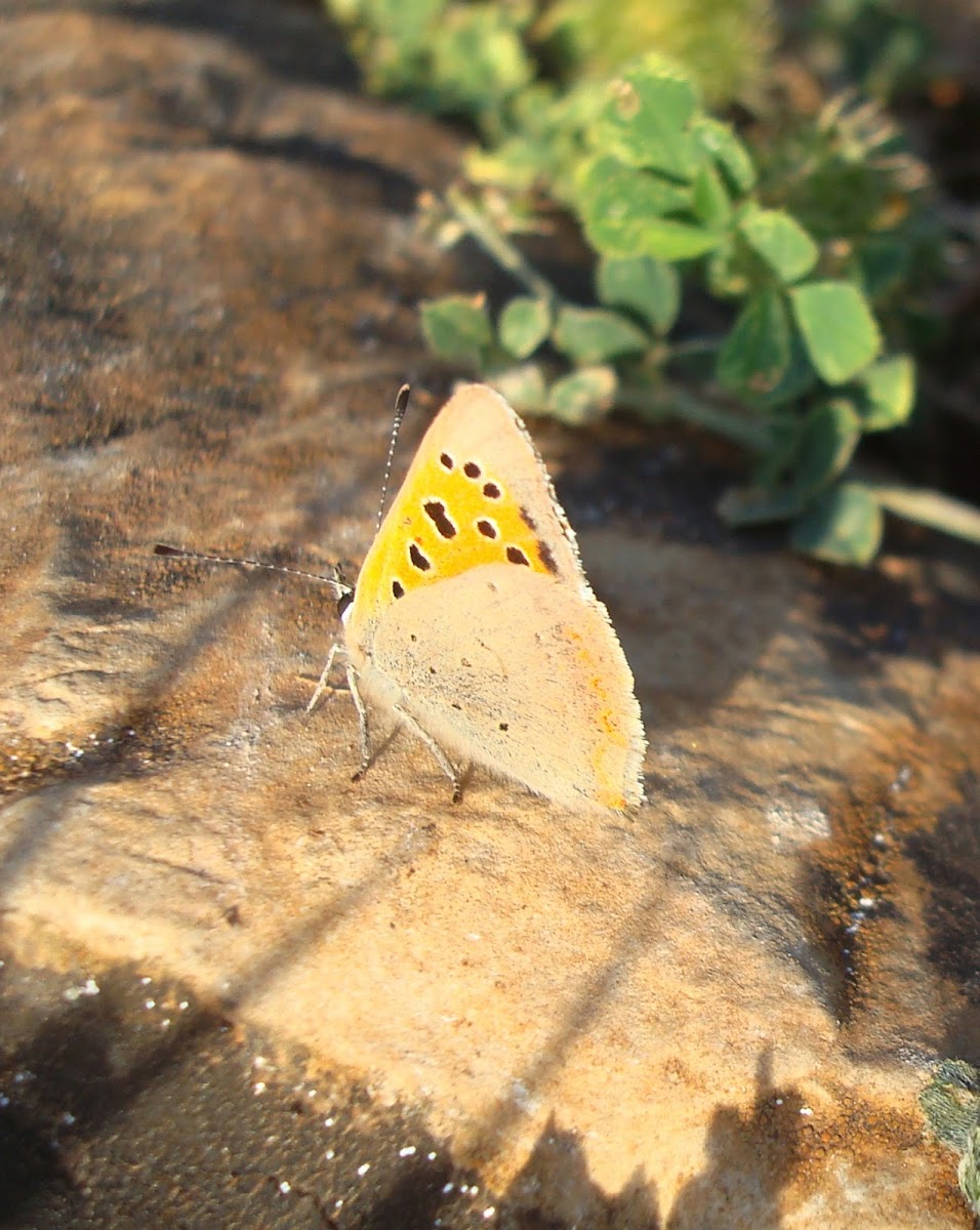 Small Copper Butterfly / Mali vatreni plavac