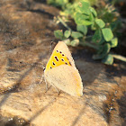 Small Copper Butterfly / Mali vatreni plavac