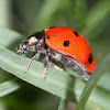 nine-spotted lady bug