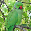 Ringed neck parakeet
