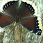 Mourning Cloak