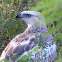 Changeable Hawk Eagle; Crested Hawk Eagle