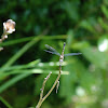 Blue Dasher Dragonfly (Female)