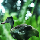 Black-bellied Whistling Duck