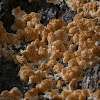 spongy-toothed polypore