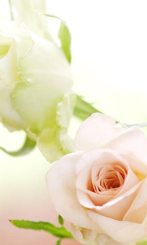 新着白い 薔薇 待ち受け 画像 すべての美しい花の画像