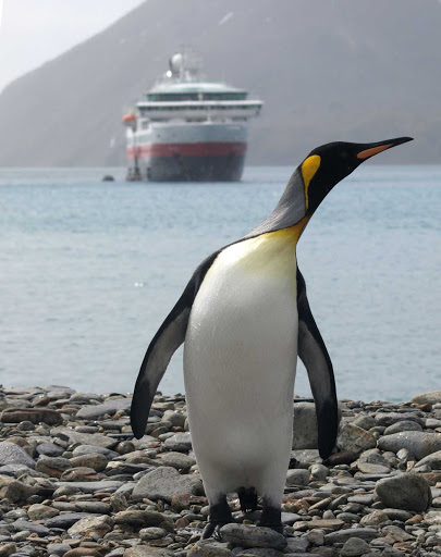 Hurtigruten-Fram-penguin-Antarctica - Get up close and personal with penguins when you explore Antarctica during an expedition cruise on Hurtigruten's flagship the Fram.