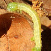Fall cankerworm moth caterpillar