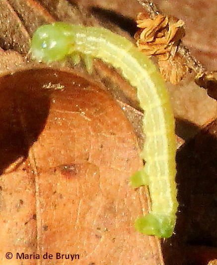 Fall cankerworm moth caterpillar