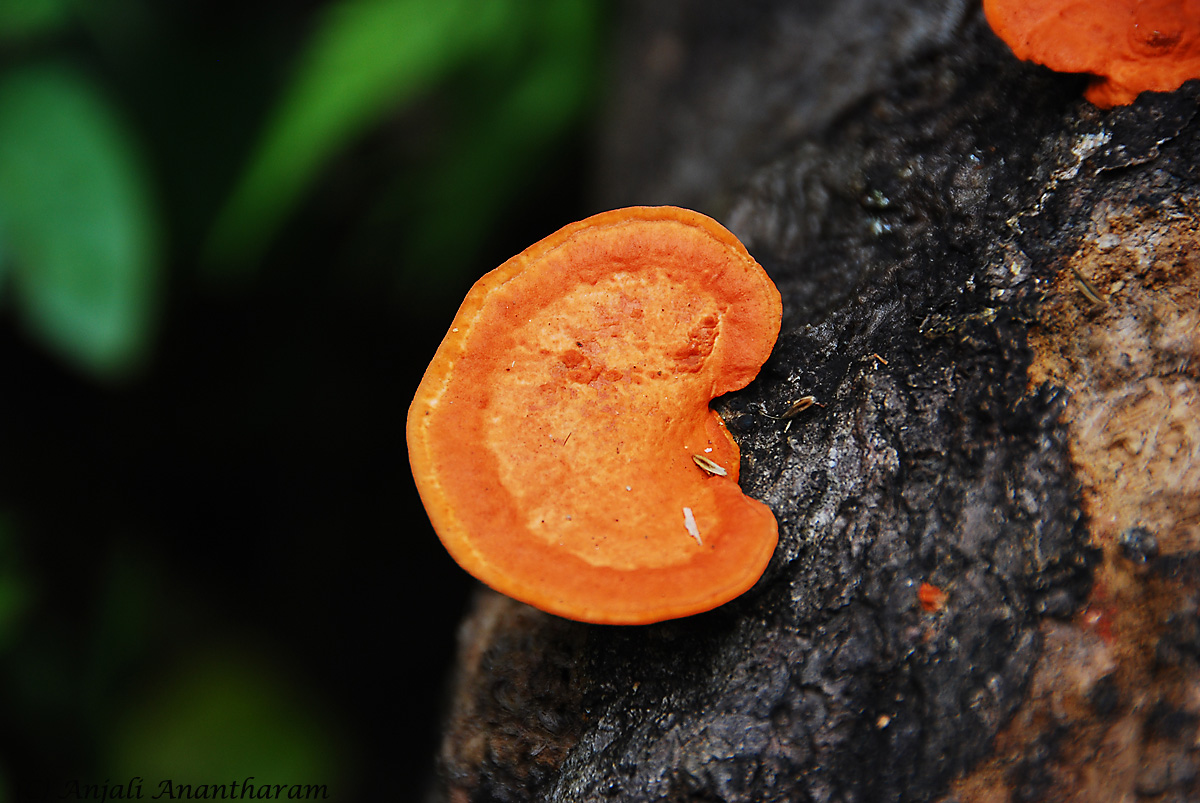 Red Fungus