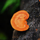 Red Fungus