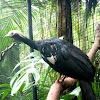 Blue-throated Piping Guan. Pava goliazul
