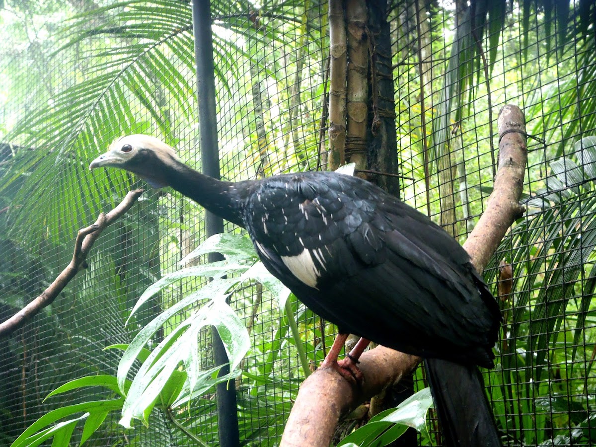 Blue-throated Piping Guan. Pava goliazul