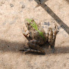 Blanchard's cricket frog