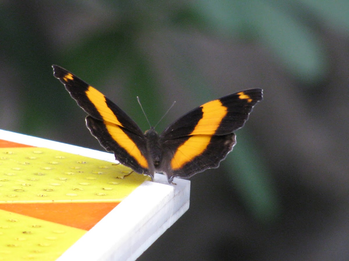 Lurcher Butterfly