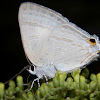 Black-spotted flash (female)