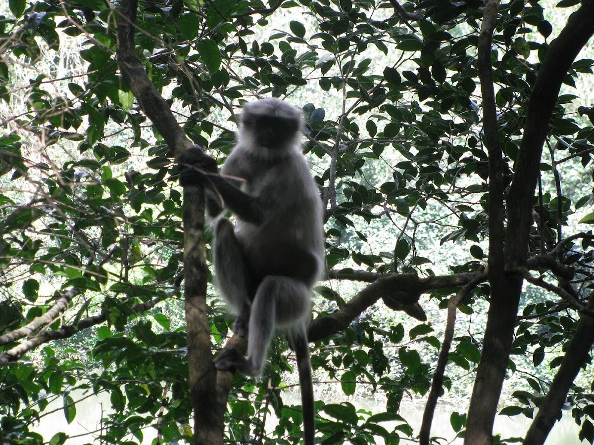 Gray Langurs