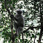 Gray Langurs