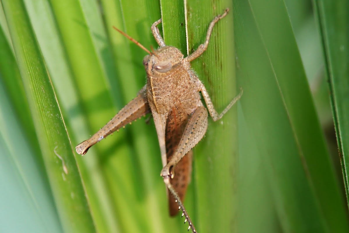 Slender Gumleaf Grasshopper