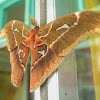 Caesar Atlas Moth