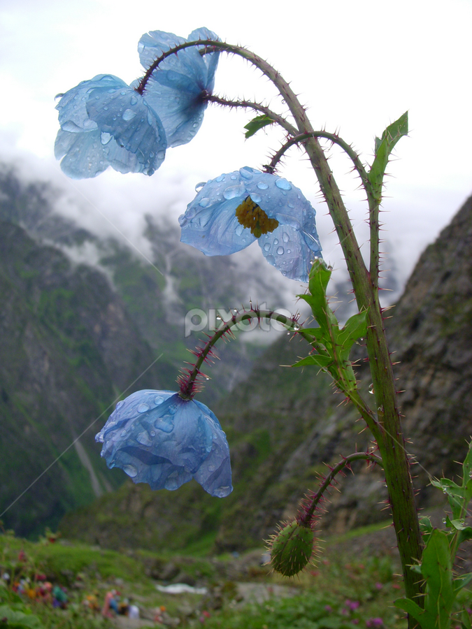 Blue Poppy/Queen of hills/Meconopsis Aculeata by Kailash Bisht - Flowers Flowers in the Wild ( way to hemkund, india, uttarakhand )