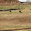 California valley quail