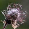 Water Avens