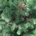Scotch pine shrub