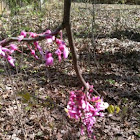 Eastern redbud