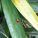 Two-spot Ladybird