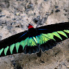 Raja Brooke's Birdwing