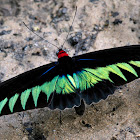 Raja Brooke's Birdwing