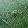 Psyllid lerp insect