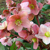 Christmas Rose or Lenten Rose