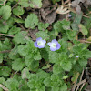 Persian speedwell