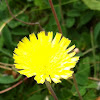 Slender Sow Thistle