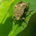 Brown marmorated stink bug