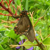 Polydamus Swallowtail