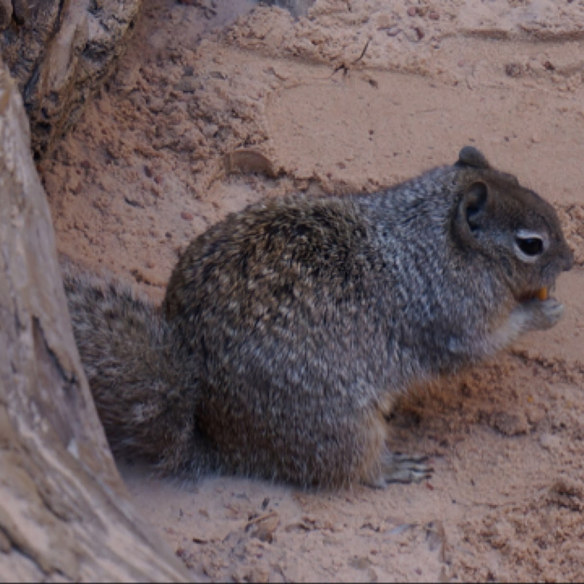 Rock Squirrel