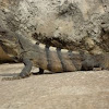 Spiny Tailed Iguana