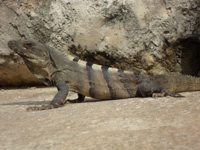 Spiny Tailed Iguana