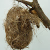 Sunbird nest