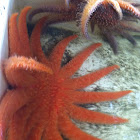 Sunflower sea star