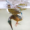 Kingfisher - Guarda-rios
