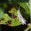 Lesser Migratory Grasshopper