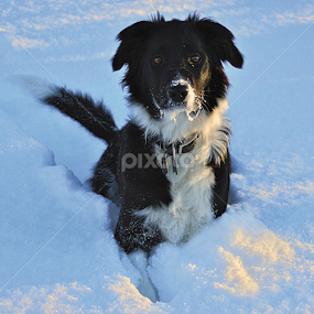 Táta (The She BC) by Kristján Karlsson - Animals - Dogs Portraits