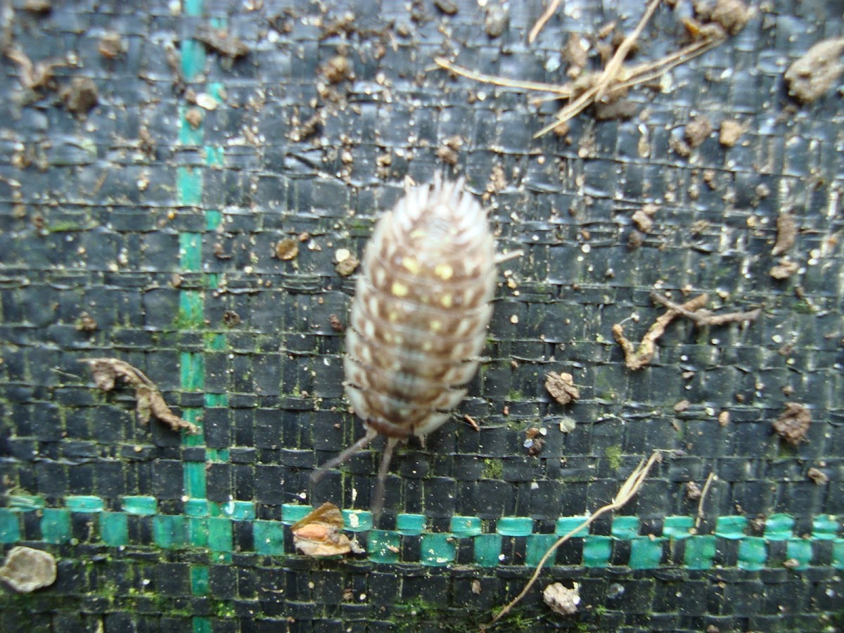 Woodlouse