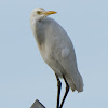 Cattle Egret