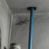 Flat-tailed House Gecko