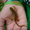 Eastern Red-Spotted Newt
